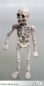 Preview: 550207 -  Skelett - Mensch