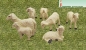 Preview: 6 Schafe im Set - Wiese im Lieferumfang nicht erhältlich