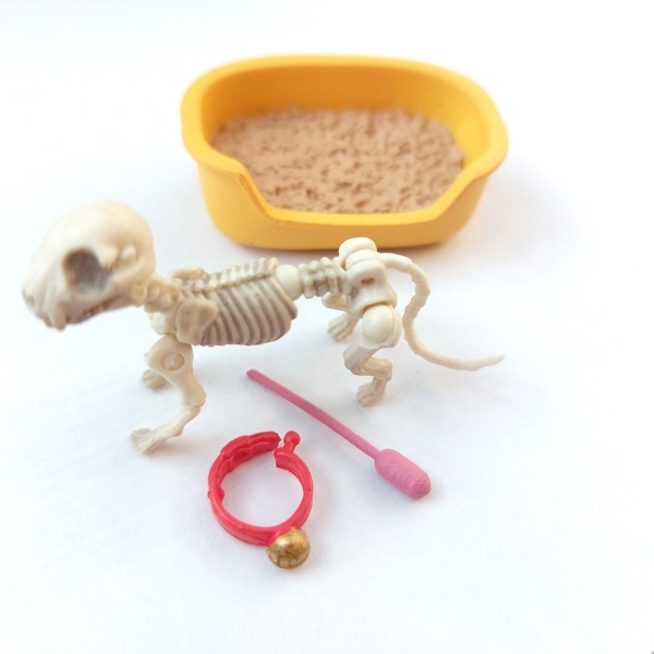 550208 - Skeletal cat